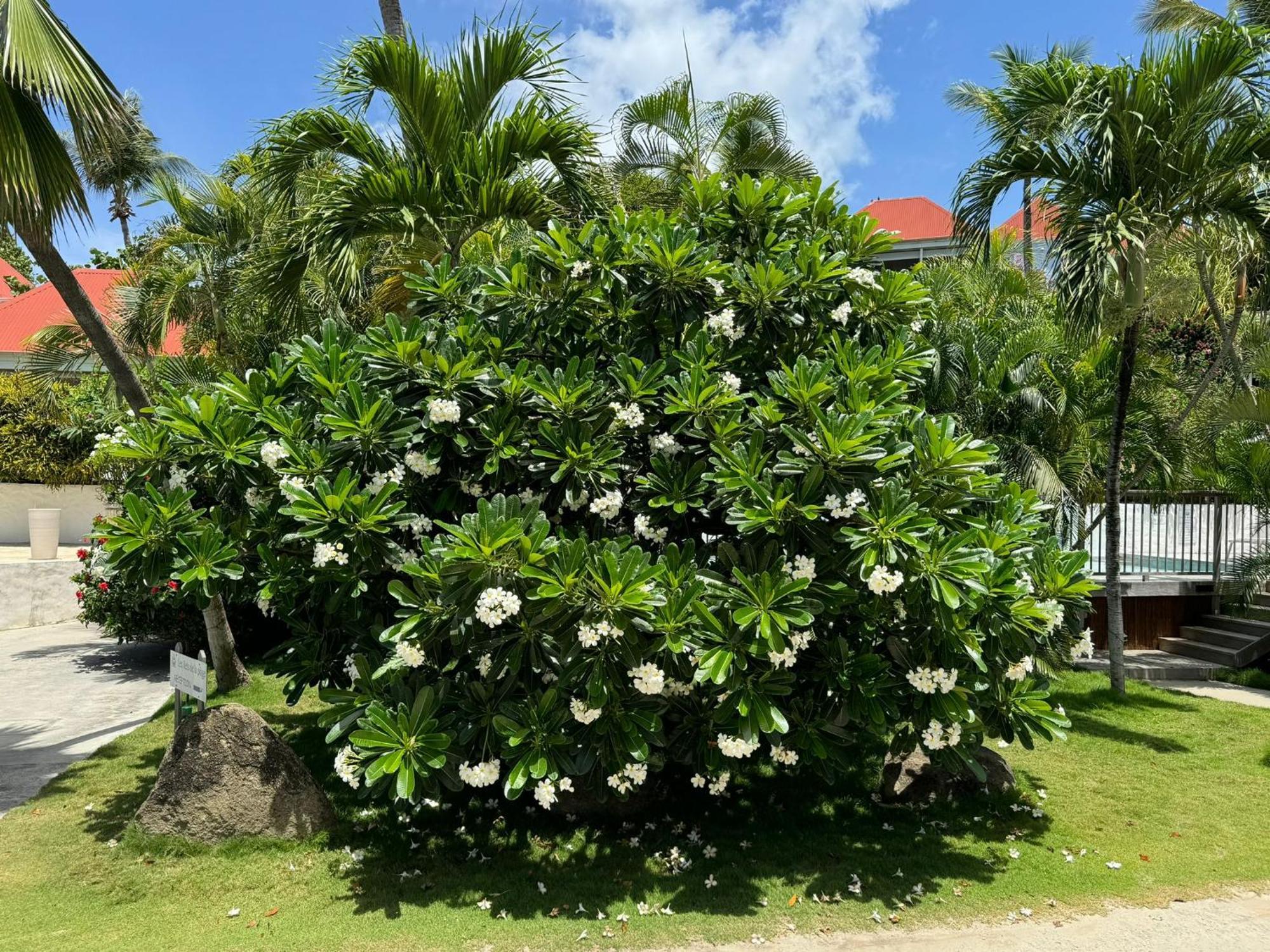 Les Ilets De La Plage Gustavia Zewnętrze zdjęcie