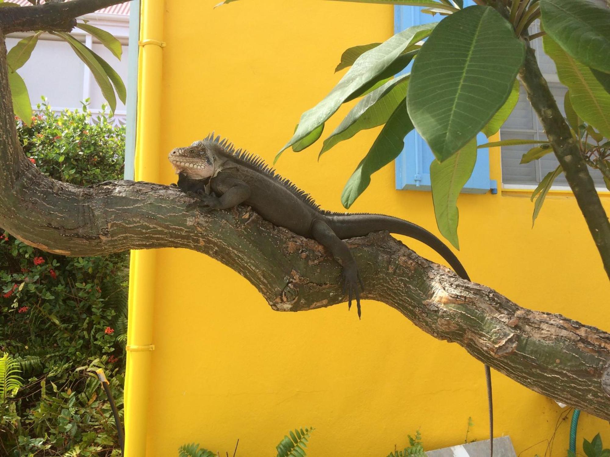 Les Ilets De La Plage Gustavia Zewnętrze zdjęcie